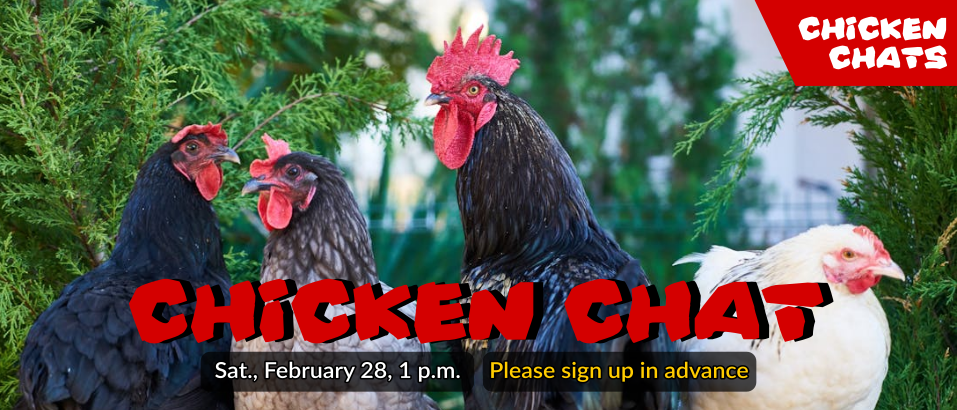 0228 ChickenChat thin