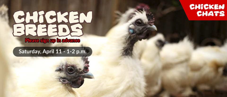 0411 ChickenBreeds thin